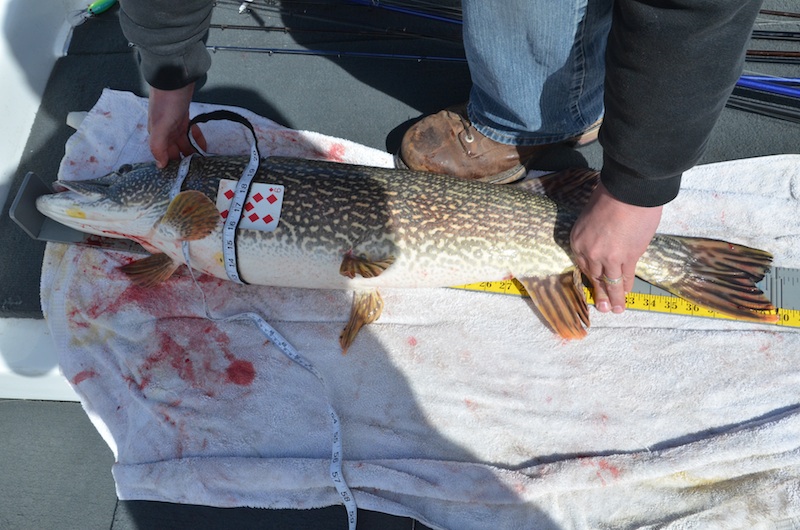 s team 40%22 pike 2 resized.jpg