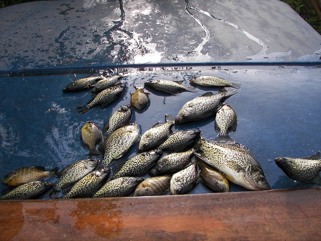 Crappie_4-25-10_019.JPG